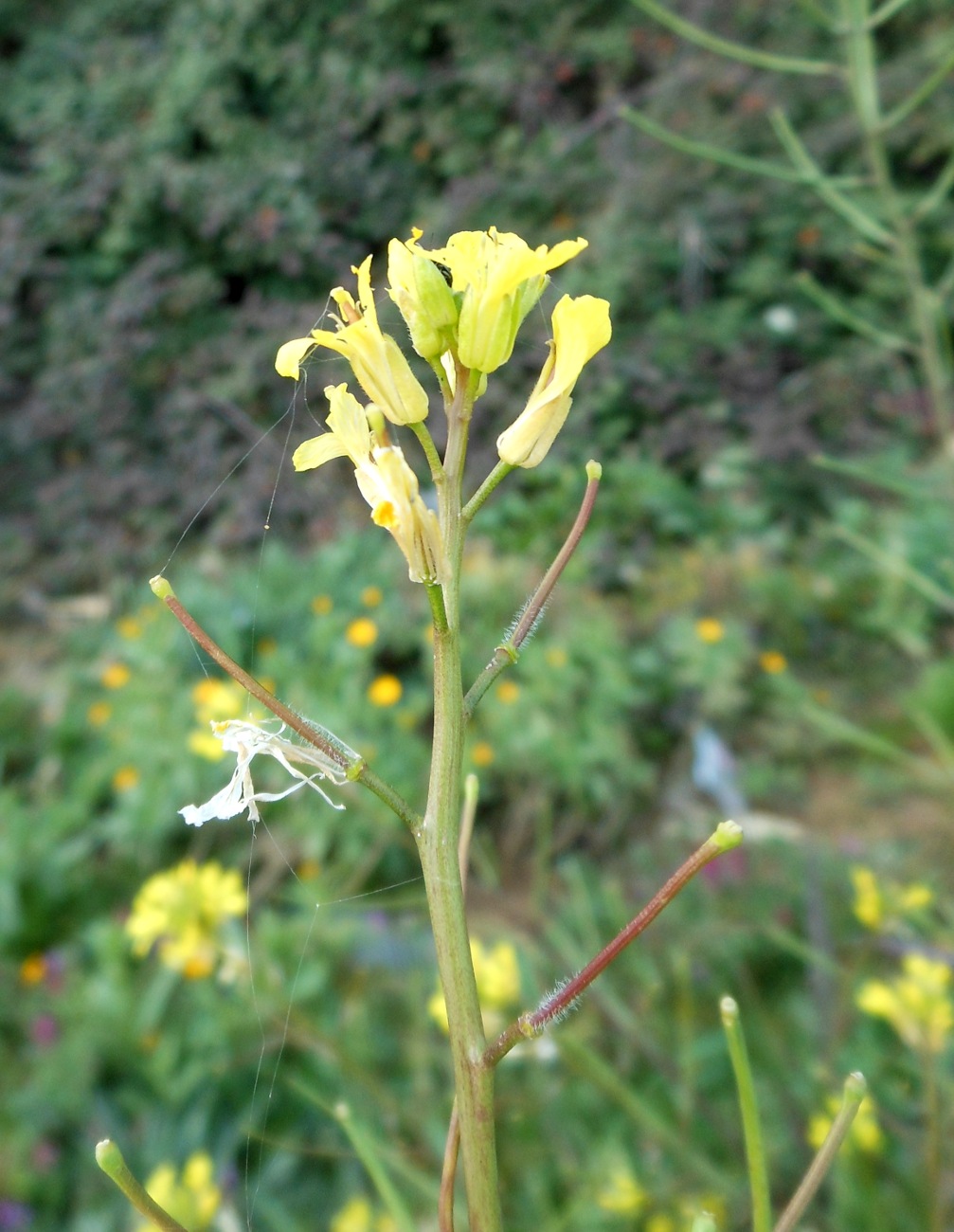 Sisymbrium orientale L. / Erba cornacchia orientale